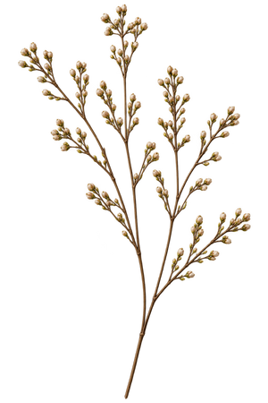 Botanical illustration right