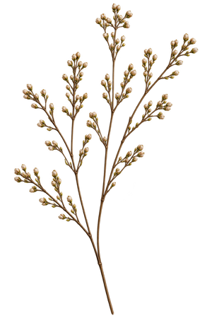 Botanical illustration left